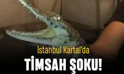 İstanbul Kartal’da ‘Timsah’ şoku