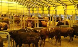 Kurbanlık fiyatları şimdiden el yakıyor
