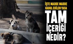 Sokak köpekleri yasasının maddeleri neler; İşte tam içerik