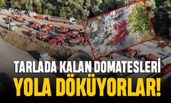 Tarlada kalan domatesi yola döküyorlar