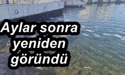 Aylar sonra yeniden görüldü