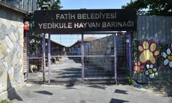 Yedikule Hayvan Barınağı yenileniyor