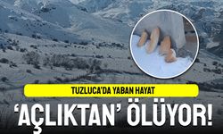 Tuzluca'da kar altında aç kalan hayvanlar için çağrı