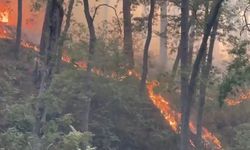 Bayırbucak’ta Orman Yangınları; Türkiye’den Önemli Destek