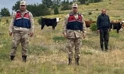 Erzincan’ın kayıp büyükbaşları Giresun sınırında bulundu
