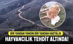 Şap Hastalığı Yayılıyor, Çiftçiler Endişeli