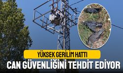 Yüksek Gerilim Hattı Canları Yakıyor, Köylüler İsyanda