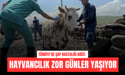 Türkiye’de Şap Hastalığı Krizi: Hayvancılık Sektörü Zor Günler Yaşıyor