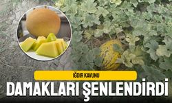 Iğdır Kavunu Damakları Şenlendirdi