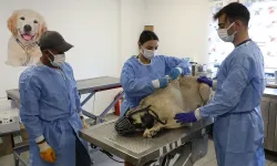 Uyuz Tanısı Konulan 50 Sokak Köpeği Tedavi Altına Alındı