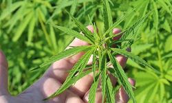 Türkiye’de Kenevir Seferberliği: 21 İlde Üretim İçin İzin Çıktı!