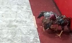 Adana'da "Pes" Dedirten Savunma: "Polisi Gören Horozlar Korkudan Ringe Atlayıp Dövüştü!"