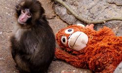 Zorbalanan Yavru Maymun Punch Sosyal Medyada Vicdan Azabı Oldu