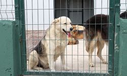 Çekmeköy’ün sessiz canlarına dev doğal yaşam alanı