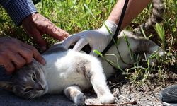 Maltepe'nin Kedilerine Kapsamlı Sağlık Taraması