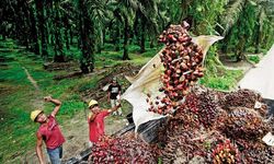 Savaş ve El Niño Kıskacında Palm Yağı: Küresel Piyasada Fiyatlar Yeniden Tırmanışta