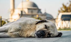 Vali Gül’den "Sıfır Başıboş Köpek" Talimatı: "İstanbul'un Sokaklarında Tek Bir Sahipsiz Hayvan Kalmayacak"