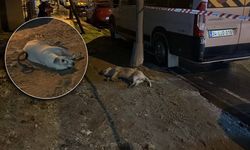 Küçükçekmece’de Kaldırımda Elektrik Faciası: Köpek Akıma Kapılarak Can Verdi, Sahibi Yaralandı!