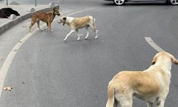 Sokak Köpekleri İçin Türkiye Genelinde Denetim Başladı: Toplanıp Toplanmadığı Denetlenecek