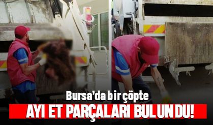 Bursa'da ayı et parçaları ve kesin başı bulundu