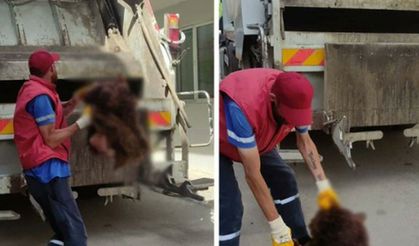 Bursa'da ayı et parçaları ve kesin başı bulundu