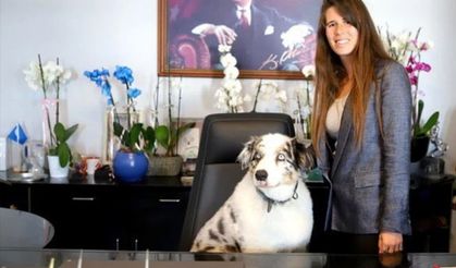 Makama köpeğini oturtmuştu, Çeşme Belediye Başkanı: Uygulamayacağız
