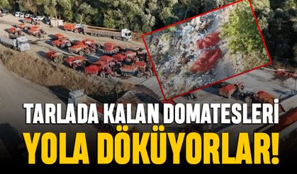 Tarlada kalan domatesi yola döküyorlar