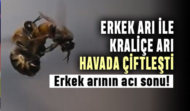 Erkek arı ile Kraliçe Arı havada çiftleşti; Erkek arı öldü