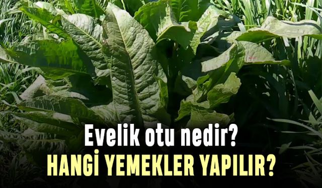 Evelik otu nedir, Evelik otu ile yapılan yemekler nelerdir?