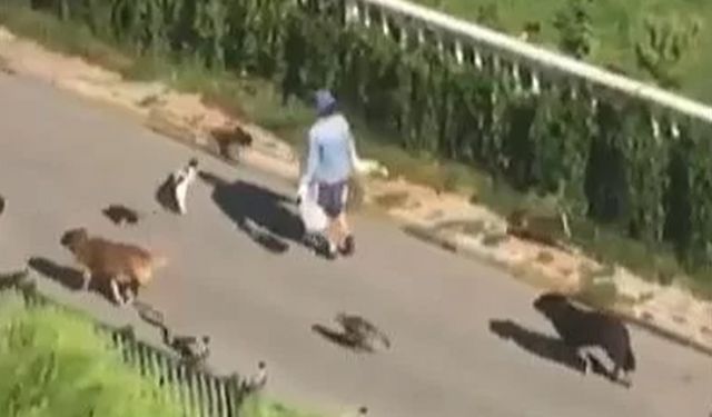 Hayvanların efendisi; Kediler, köpekler, kuşlar hepsi takip etti