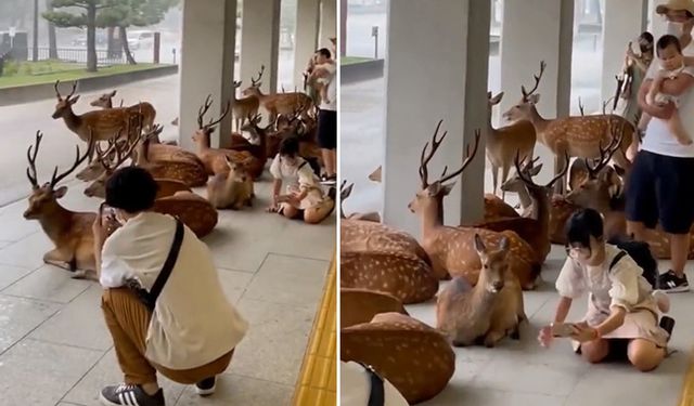 Japonya'da sağanak yağıştan kaçıp binaya sığınan geyikler viral oldu