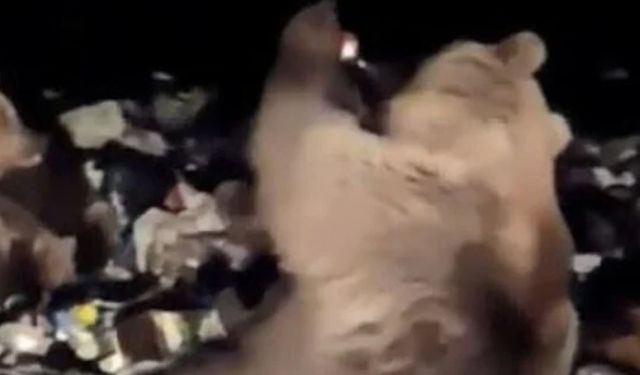 Güldüren anlar; Kars'ta bir ayı çöplükte gazozu uzanıp kafasına dikip içti
