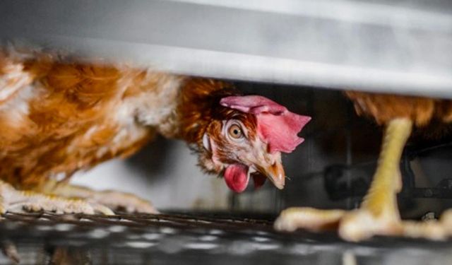Yumurta endüstrisi ve kafes tavukçuluğunda hayvanlara yapılan eziyet