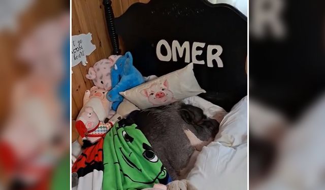 Yatak keyfi yapan Omer isimli domuzun videosu viral oldu