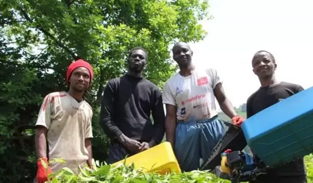Senegalli işçilerin gönderilmesine tepki; Zafer Partisi militanları çay toplasın