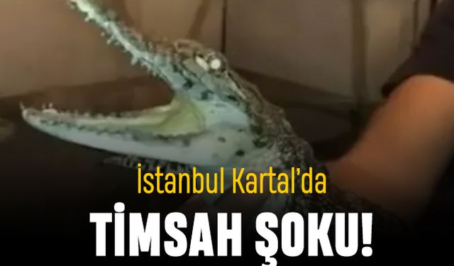 İstanbul Kartal’da ‘Timsah’ şoku