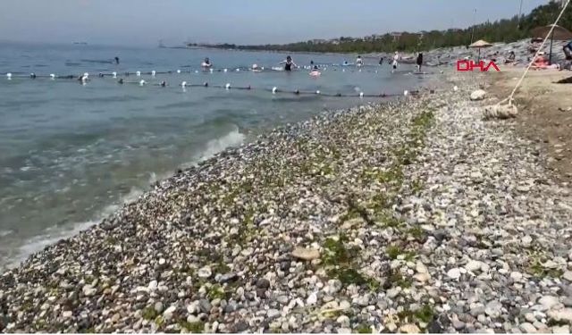 Avcılar Sahili'nde Korkutan Manzara: Ölü Balıklar Kıyıya Vurdu