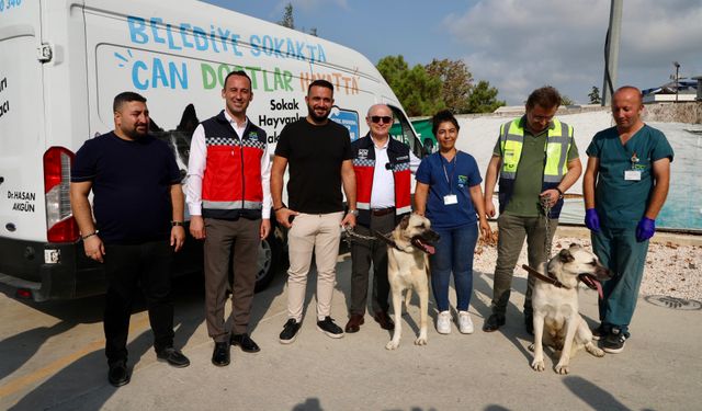 176 sokak köpeği bekçi köpeği oldu!