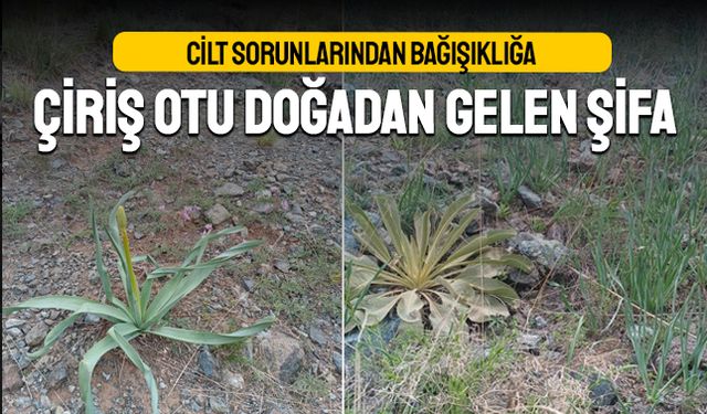 "Cilt Sorunlarından Bağışıklığa: Çiriş Otu Doğadan Gelen Şifa"