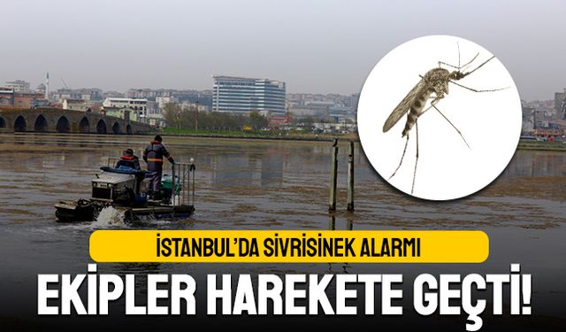 İstanbul’da sivrisinek alarmı; Ekipler harekete geçti