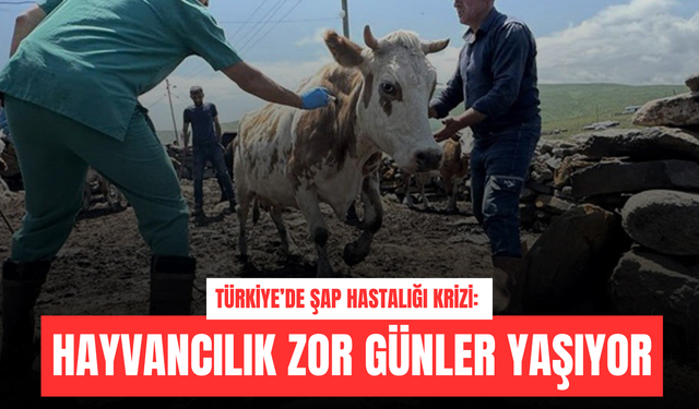 Türkiye’de Şap Hastalığı Krizi: Hayvancılık Sektörü Zor Günler Yaşıyor