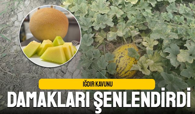 Iğdır Kavunu Damakları Şenlendirdi
