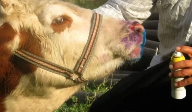 İneğin Diline İsabet Eden Şap Virüsü Dehşete Düşürdü
