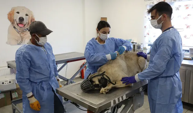 Uyuz Tanısı Konulan 50 Sokak Köpeği Tedavi Altına Alındı
