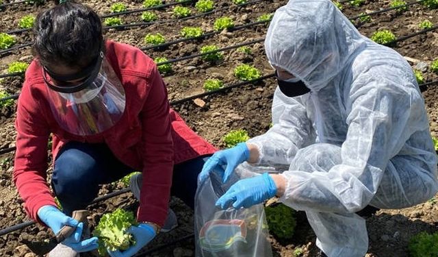 Türkiye, Hindistan'dan sonra en çok pestisit bildirimi alan ülke oldu