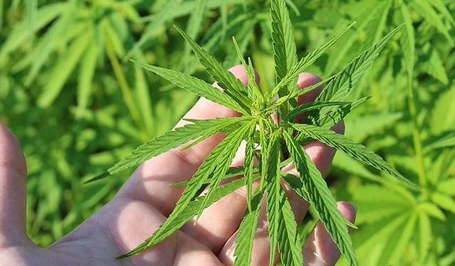 Türkiye’de Kenevir Seferberliği: 21 İlde Üretim İçin İzin Çıktı!