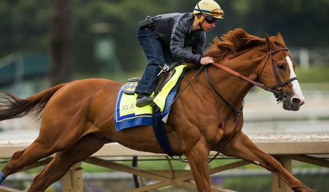 Mersin'de Akılalmaz Gıda Skandalı: Belediye Kavurmasından "Yarış Atı Çipi" Çıktı!