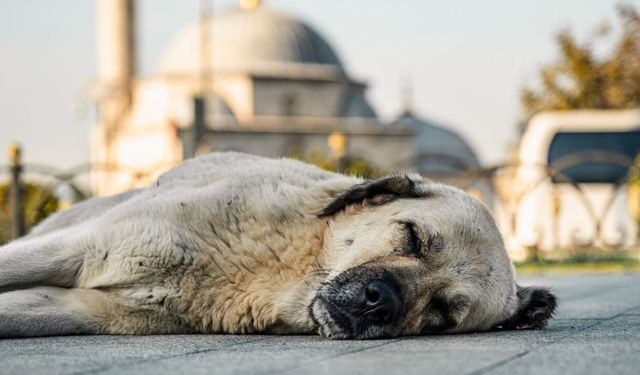 Vali Gül’den "Sıfır Başıboş Köpek" Talimatı: "İstanbul'un Sokaklarında Tek Bir Sahipsiz Hayvan Kalmayacak"