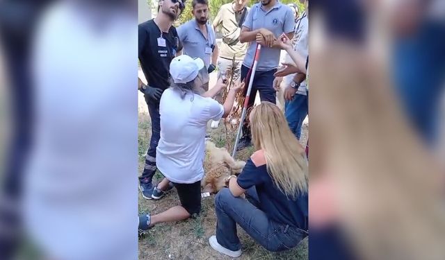 Haber Merkezimize Ulaşan İhbar: Tuzla'da 'Özel Mülk' Tartışması ve Görme Engelli Köpeğe Müdahale