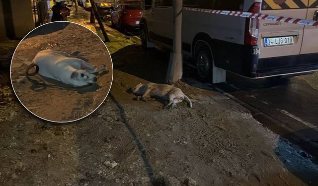 Küçükçekmece’de Kaldırımda Elektrik Faciası: Köpek Akıma Kapılarak Can Verdi, Sahibi Yaralandı!